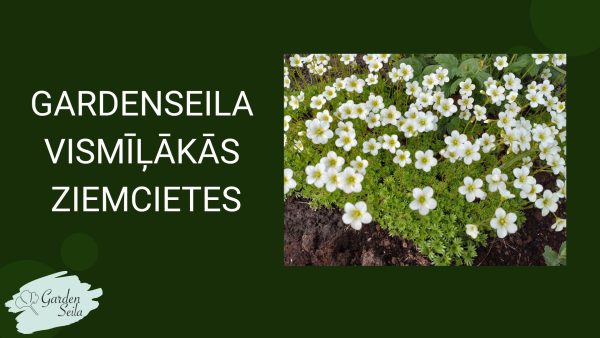 Gardenseila vismīļākās ziemcietes